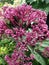 Flower buds of the purple Eutrochium Purpereum flowering bush