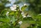 Flower and buds of Rubus caesius