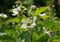 Flower and buds of Rubus caesius