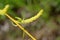 Flower buds of Salix babylonica