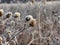 Flower Buds in the Snow: Frozen in time, a prairie wildflower buds covered in morning frost on an early winter morning close up