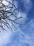 Flower buds twig toward Blue Sky With Clouds