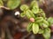 Flower buds of Vaccinium vitis-idaea, the lingonberry