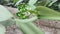 flower buds of vanilla orchid flowering plant