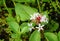 Flower and buds of wild bogbean