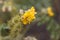 Flower of a buffalobur nightshade, Solanum rostratum