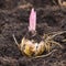 Flower bulb with sprouting purple lily