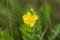 Flower of a bulbous buttercup