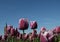 Flower bulbs against a blue sky