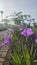 Flower bunga ungu nature garden