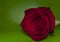 Flower burgundy velvet rose with drops
