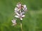 Flower of a burning bush or Dittany, Dictamnus albus