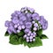 The flower Bush bouquet ageratum sketch vector