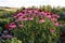 flower Bush Echinacea purpurea in garden