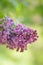 Flower, bush, lilac, purple, green, wood, fragrance, bright smell, leaflet