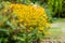 Flower bush of rudbeckia
