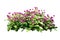 Flower bush tree isolated with clipping path