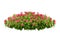 Flower bush tree isolated with clipping path