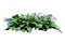 Flower bush tree isolated  plant  with clipping path