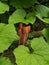 Flower of a butterbur broom Orobanche flava.