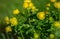 Flower Buttercup globe flower with ladybug closeup horizontal