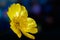 Flower of buttercup, or spearwort, or water crowfoot on dark colorful background Ranunculus