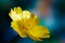 Flower of buttercup, or spearwort, or water crowfoot on dark colorful background Ranunculus