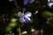 Flower of a butterfly bush, Rotheca myricoides