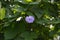 Flower Of Butterfly Pea Or Centrosema Pubescens Among The Leaves