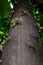 The flower Cacao Close up in garden.