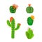 Flower cactus. Bright cacti and aloe leaves. Home green plant with red and yellow blossoms, desert exotic flora