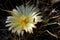 Flower of cactus Cactaceae