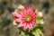 A flower of cactus (Sempervivum arachnoideum L.)