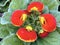 Flower calceolaria lat. Cypripedium calceolus