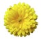 Flower,calendula blossoms yellow, with dew, white isolated background with clipping path