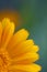 Flower calendula blurred macro Colored background