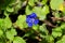 Flower of a California bluebell, Phacelia campanularia