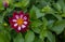 The flower is called night butterfly dahlia. This dahlia is a group of Collarette Dahlias