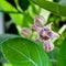 The flower Calotropis gigantea