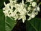 Flower of Calotropis gigantea - White Giant Milkweed Tree