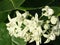 Flower of Calotropis gigantea - White Giant Milkweed Tree