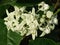 Flower of Calotropis gigantea - White Giant Milkweed Tree