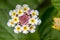 Flower Cambara closeup photo - Macro photo Lantana camara