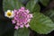 Flower Cambara closeup photo - Macro photo Lantana camara