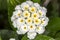 Flower Cambara closeup photo - Macro photo Lantana camara