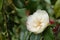 Flower of Camelia japonia Theaceae . White and pink variety