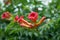 Flower Campsis radicans blooming in the garden