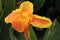 Flower of Canna Yellow King Humbert