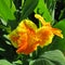 Flower Canna Yellow King Humbert with yellow petals and red spots on them against the background of green leaves