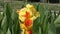 Flower Canna yellow-red